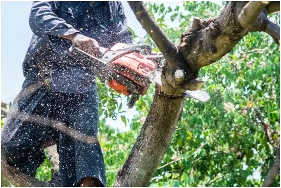 tree services Dewart